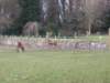 bunrattydeer1_small.jpg