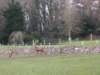 bunrattydeer2_small.jpg