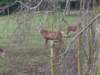 bunrattydeer3_small.jpg