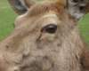 bunrattydeer4_small.jpg