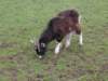bunrattygoat_small.jpg